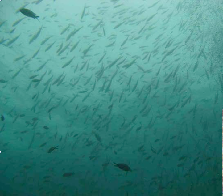 Banc de sardines